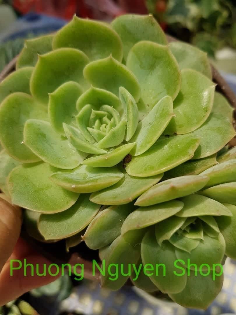 Sen Đá Ngọc Bích Loại Trung