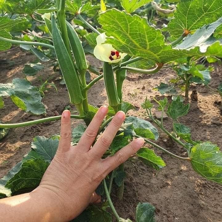 GÓI 20 HẠT GIỐNG ĐẬU BẮP LÙN