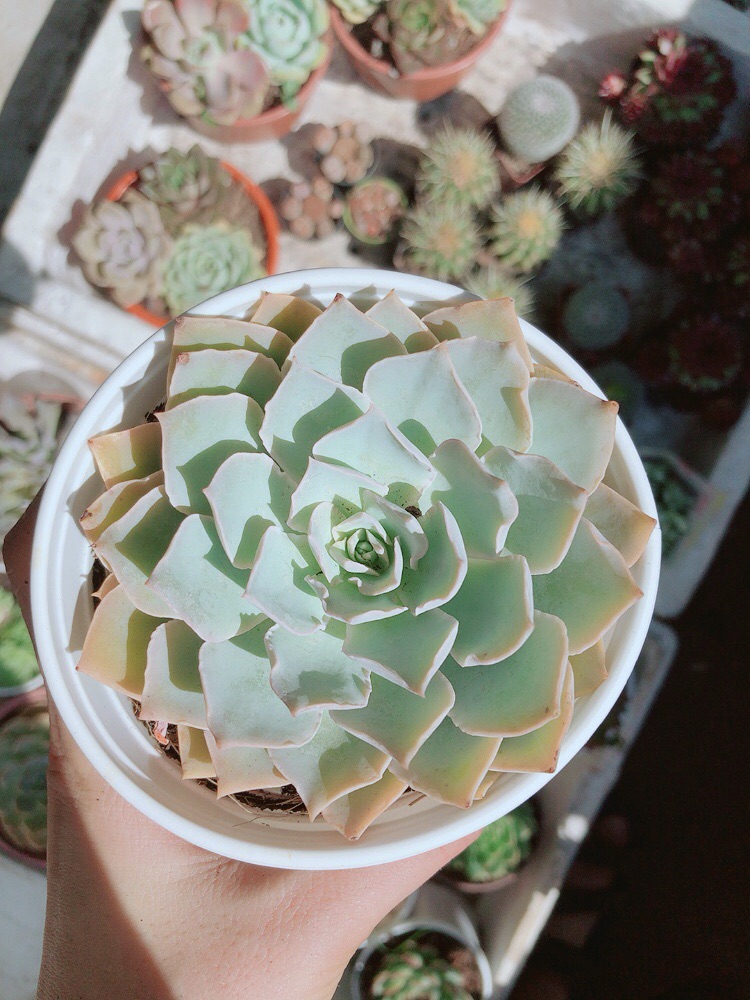 Chậu sen đá viền hồng