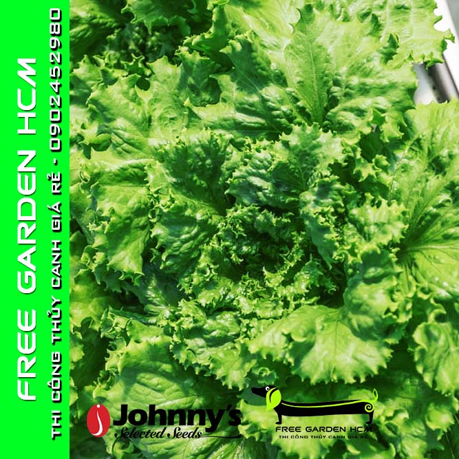 Combo 100 hạt giống xà lách tropicana bọc men – johnny’s seed – mỹ