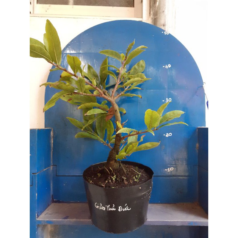 2 Cây Mai Giảo Thủ Đức cây 2 mùa