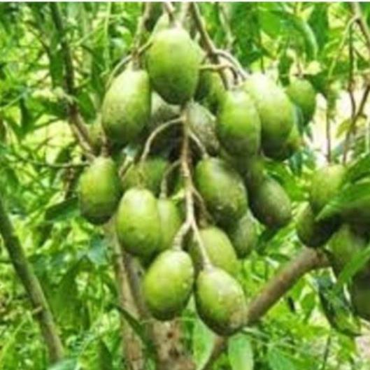 Cây CÓC THÁI ghép, CÂY LỚN nguyên bầu, cây mập to khỏe, siêu sai quả, quả giòn, cam kết chất lượng