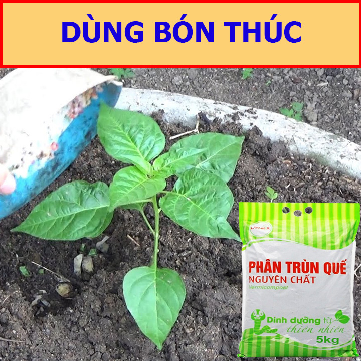 Phân Trùn Quế 5kg Lavamix