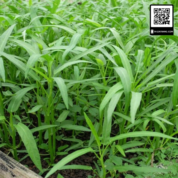 Hạt giống rau muống Thái Lan 50g