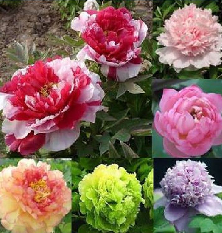 Củ giống hoa mẫu đơn - 1 củ