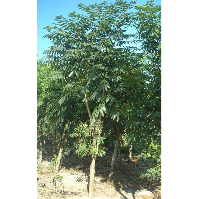 Hạt giống xà cừ