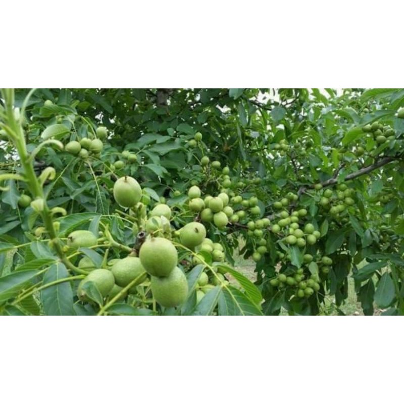 Cây óc chó f1 ( giống chuẩn)