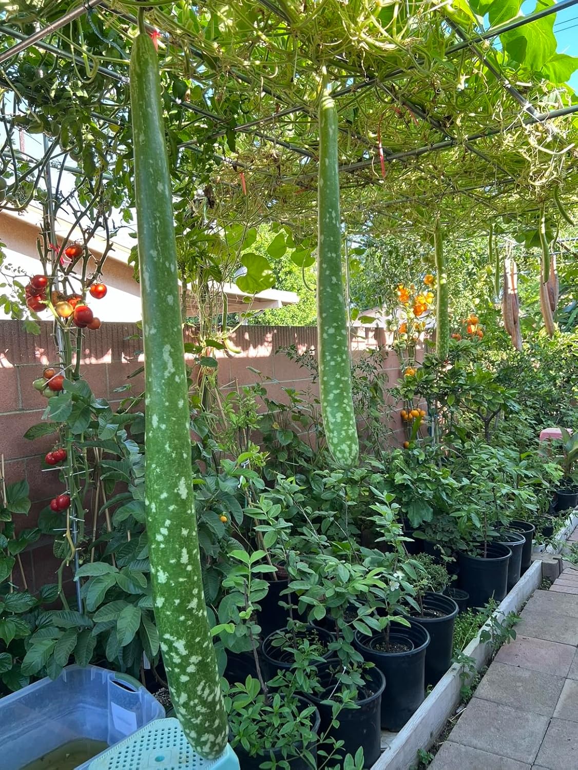 Hạt giống bầu sao siêu dài 10 hạt/gói