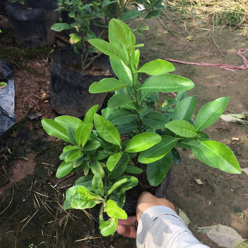 Cây chanh tứ quý (chanh ta) tán xum (Cây như hình)
