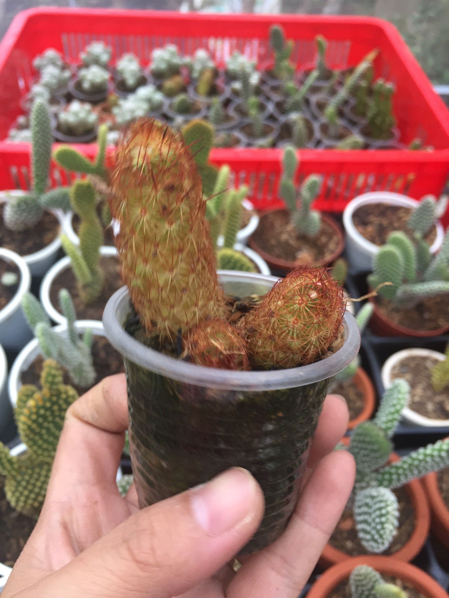 Combo 3 Xương Rồng Size Bầu (giao ngẫu nhiên khác loại)