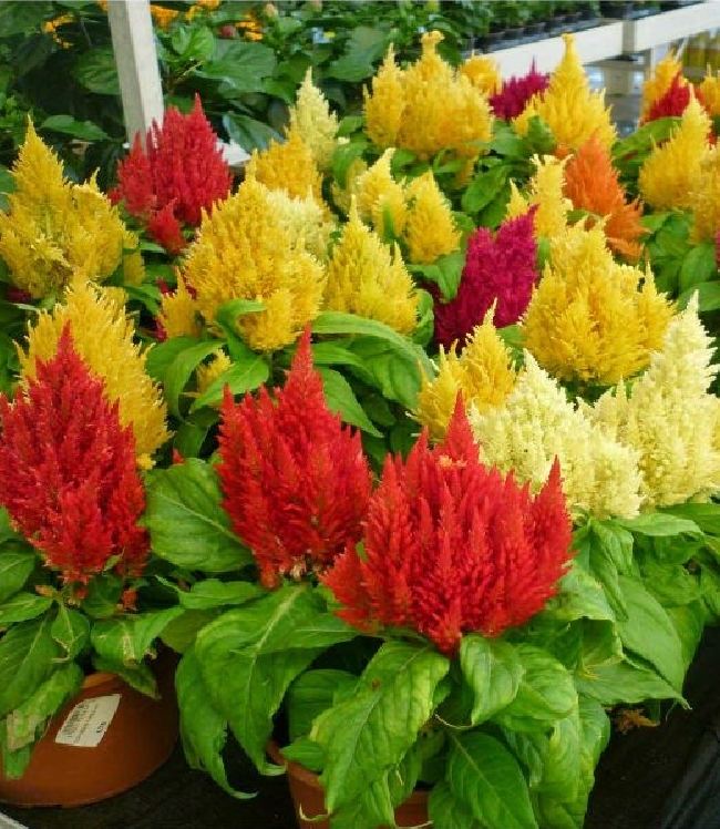 "Gói 100 Hạt " Hạt giống hoa mào gà lửa mix