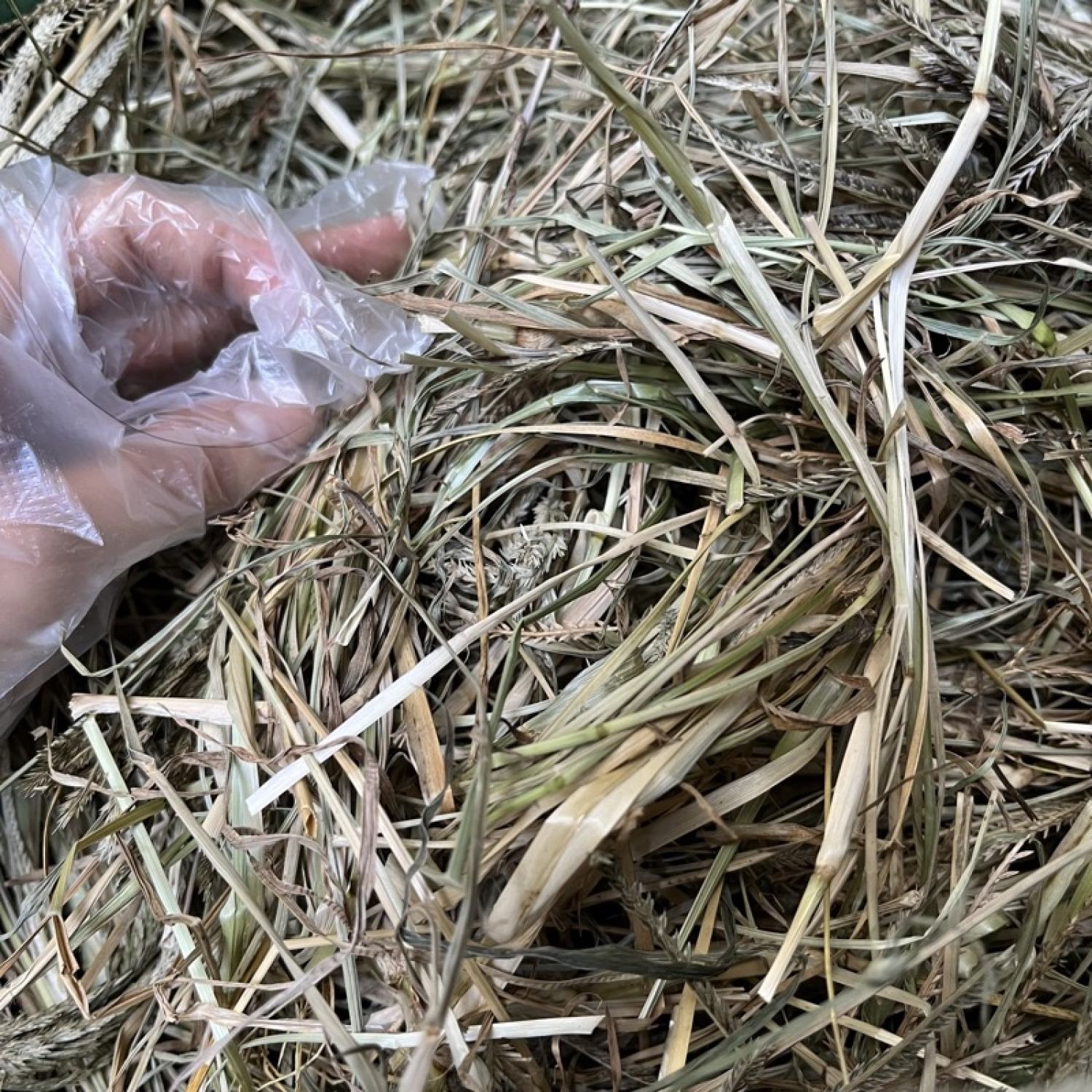 Cỏ Mần Trầu khô sạch giúp mát gan mượt tóc
