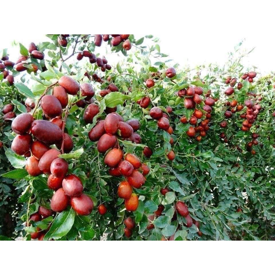 1kg Trà táo đen cao cấp