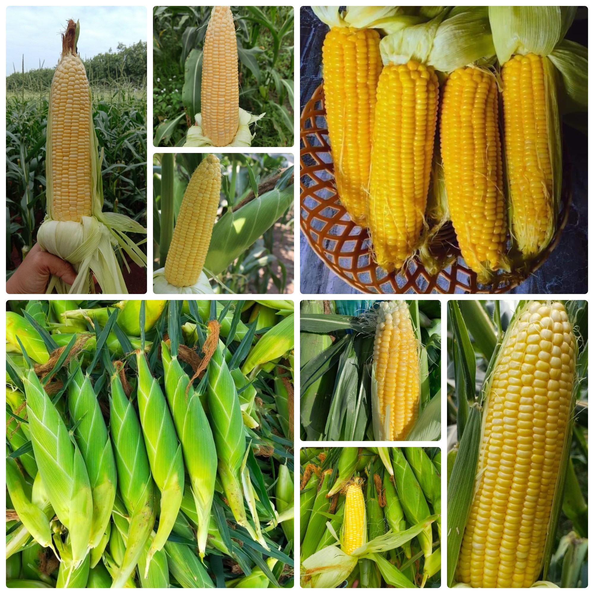 Hạt giống Bắp Mỹ / Bắp Ngọt gói 5gr