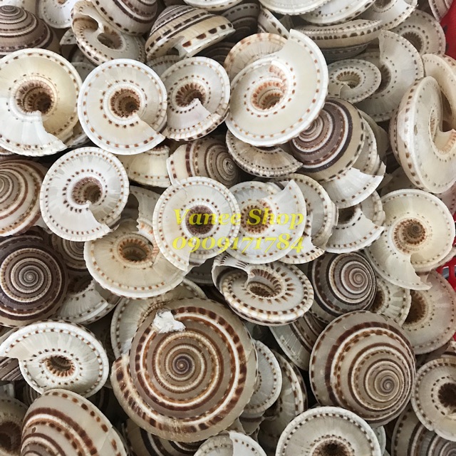 Vỏ ốc mặt trời