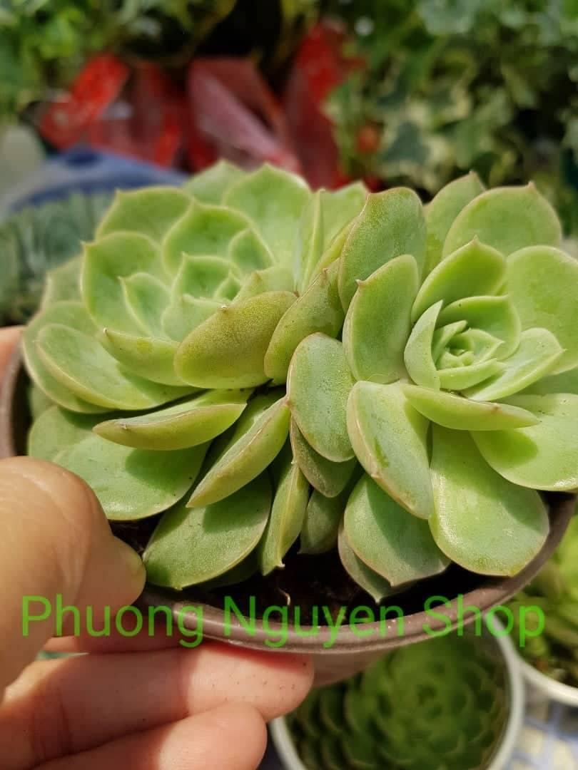 Sen Đá Ngọc Bích Loại Trung