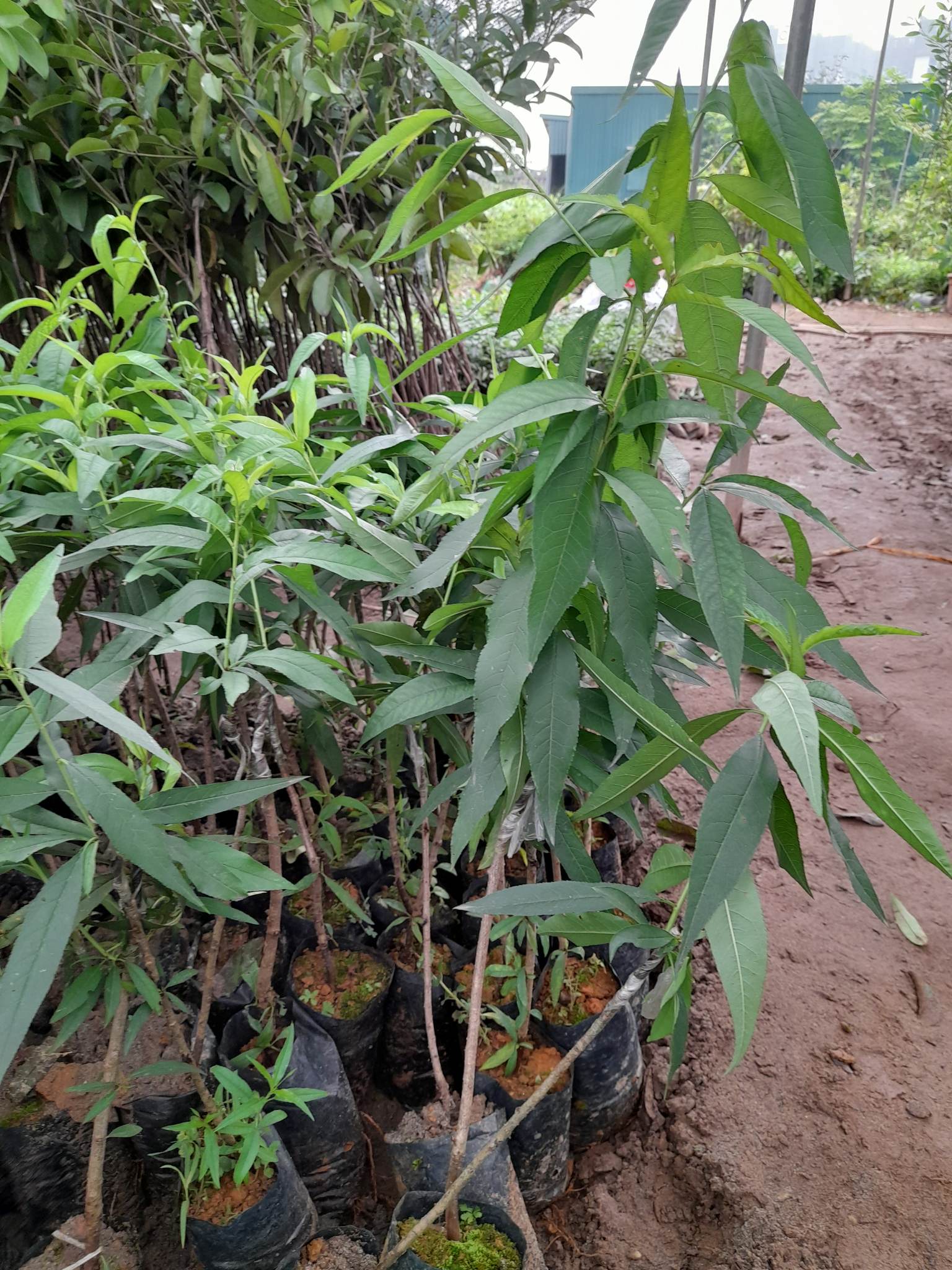 Giống Đào Nhật Tân-Cây Ăn Trái+Tặng kèm phân bón