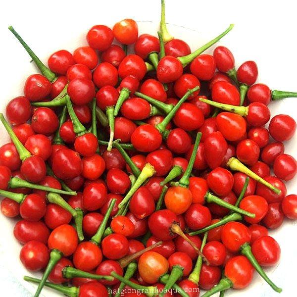 [Mới] - Hạt giống Ớt bi