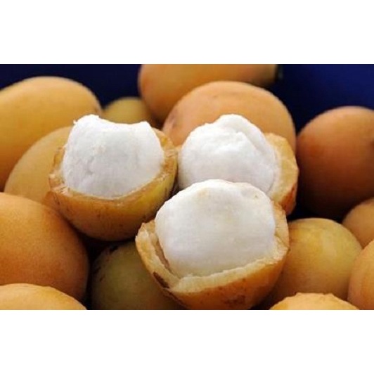măng cụt vàng - cây giống nhập khẩu