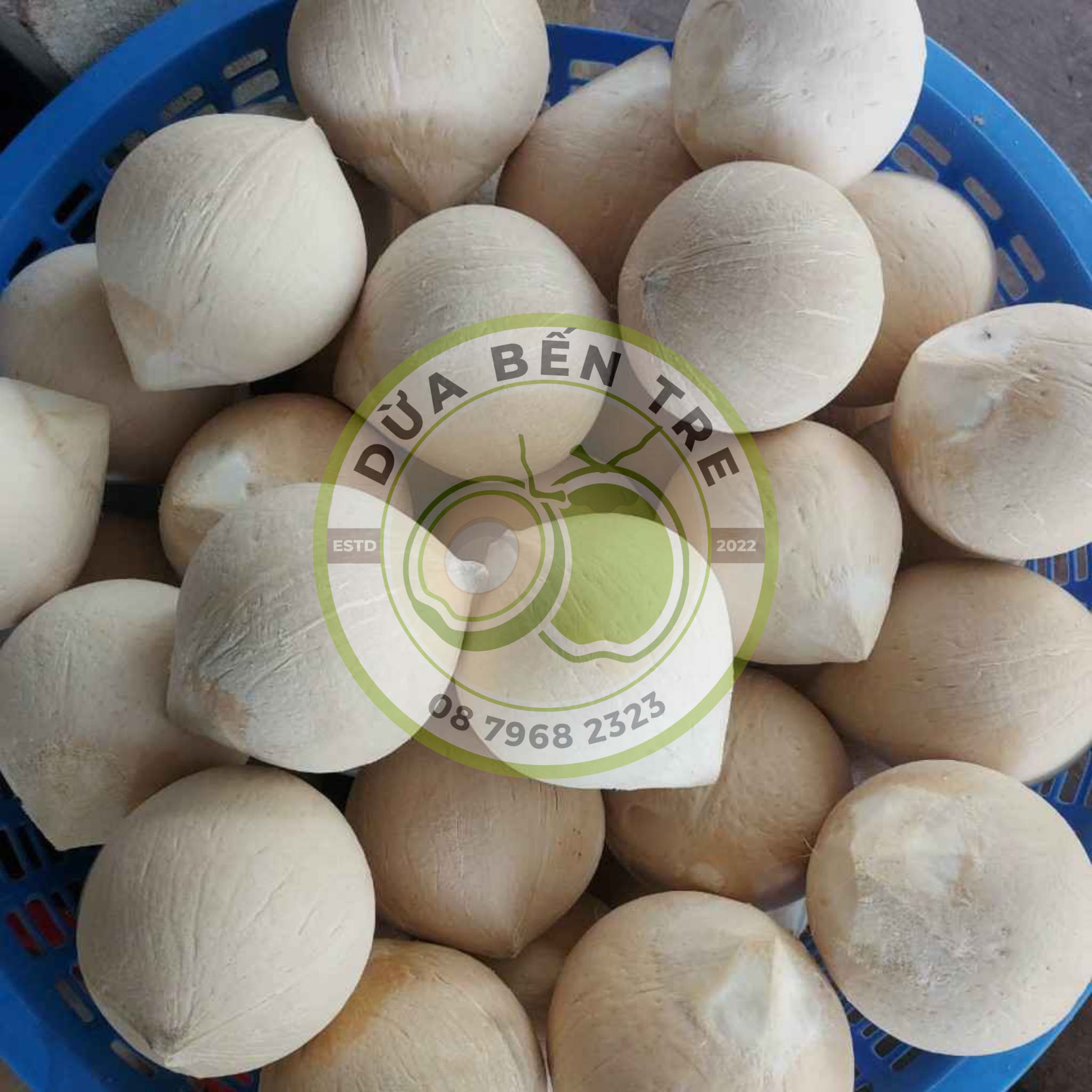 [HCM - HỎA TỐC] COMBO 20 TRÁI DỪA BẾN TRE GỌT TRỌC
