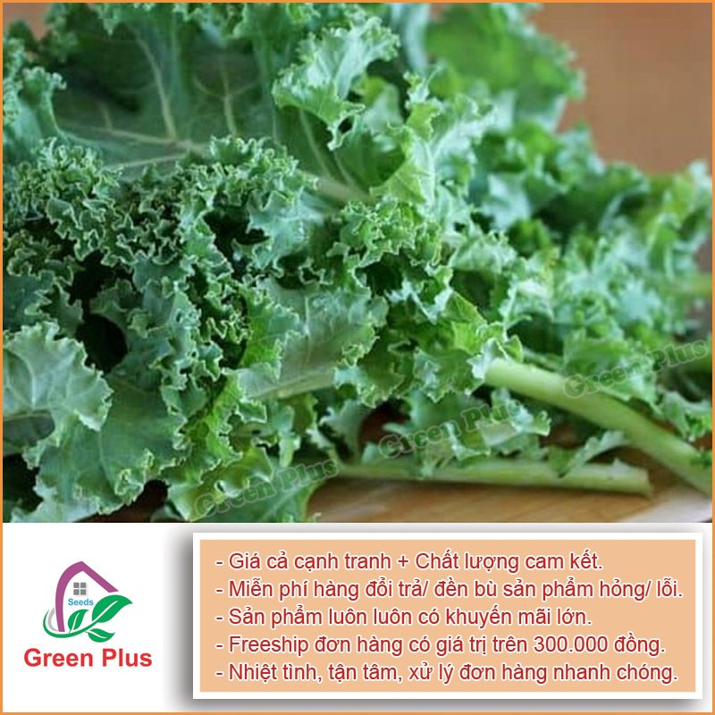 Hạt giống Cải xoăn Kale F1 - Gói 1 Gr, được cung cấp bởi Green Plus, xuất xứ Nga đóng gói tại VN, chịu nhiệt 15 – 35 độ