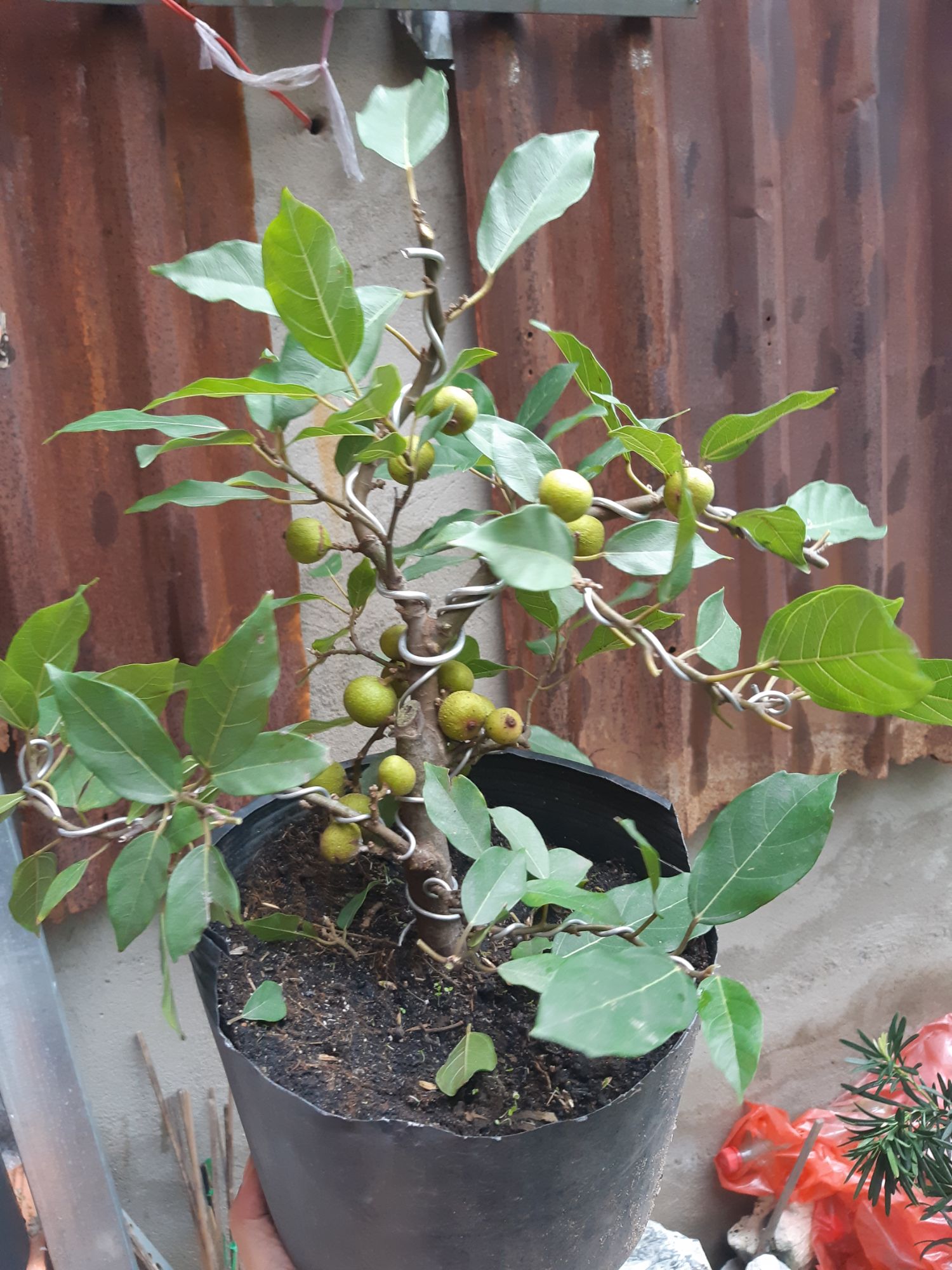 sung bonsai siêu trái