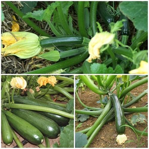 Hạt Giống Bí Ngồi Xanh F1 Loại Dễ Trồng. Túi 10 Hạt