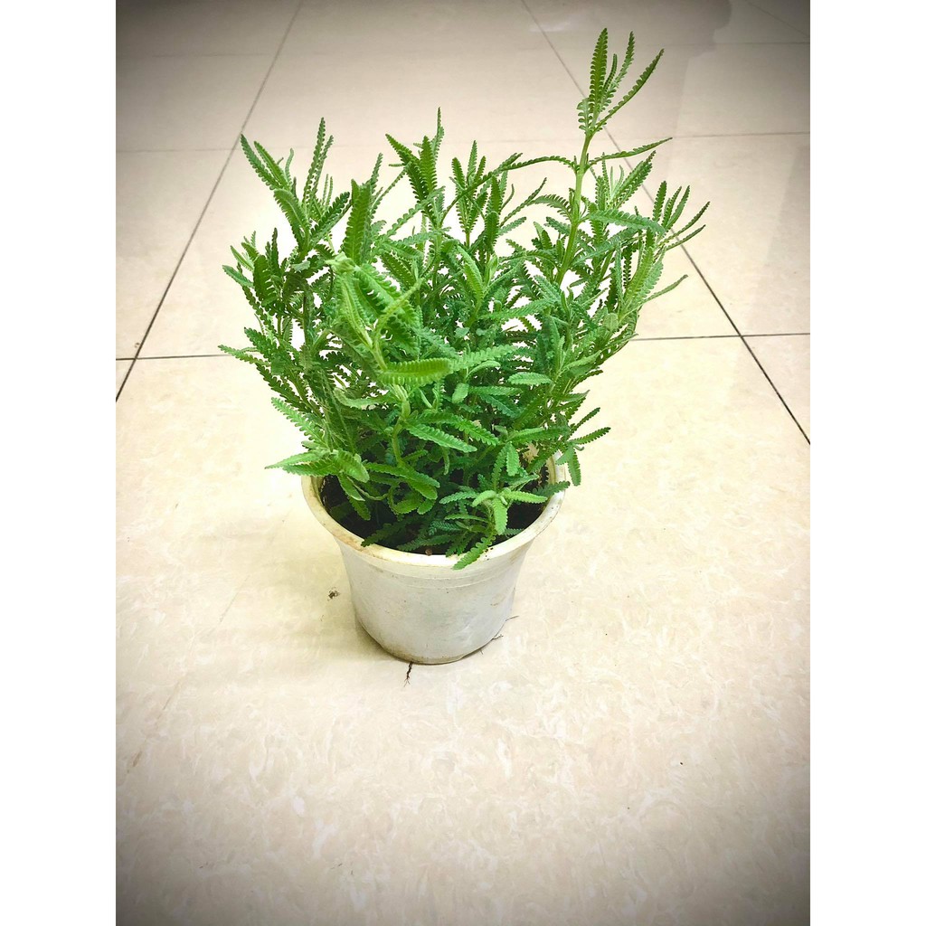 Cây lavender - oải hương dentana đang nụ và hoa