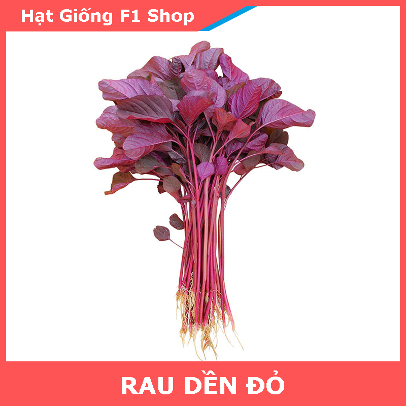 Hạt Giống Rau Dền Đỏ Ngon Mềm (20 Gam)