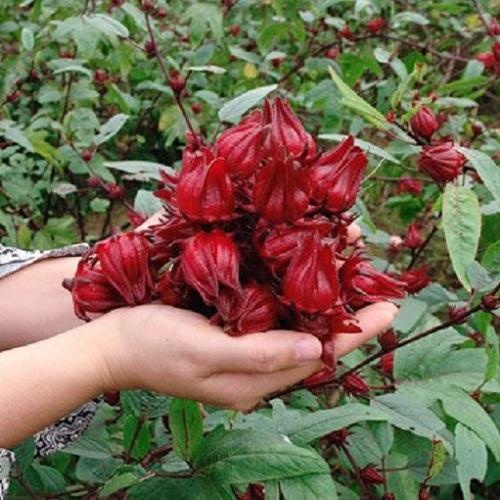 Hạt Giống Cây Bụt Giấm(Hoa Atiso Đỏ) - Mỗi Túi 10 Hạt.