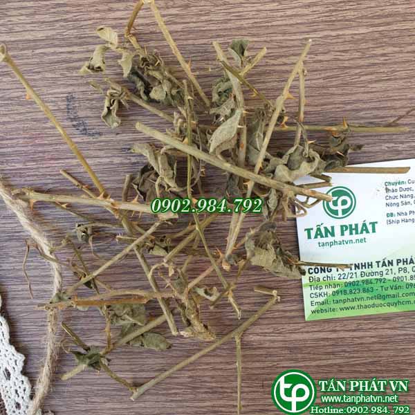 Cà gai leo sấy khô Tấn Phát 1kg - Trà ngon thanh nhiệt và giải độc gan