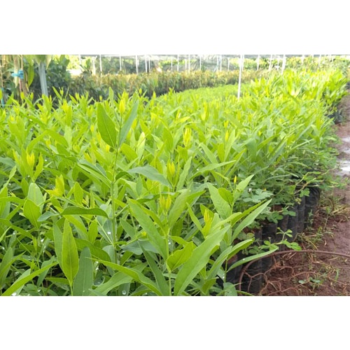 Cây giống đàn hương trắng Ấn Độ ( cây siêu đẹp)