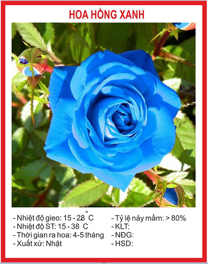 Hạt giống hoa hồng xanh - Gói 20 hạt