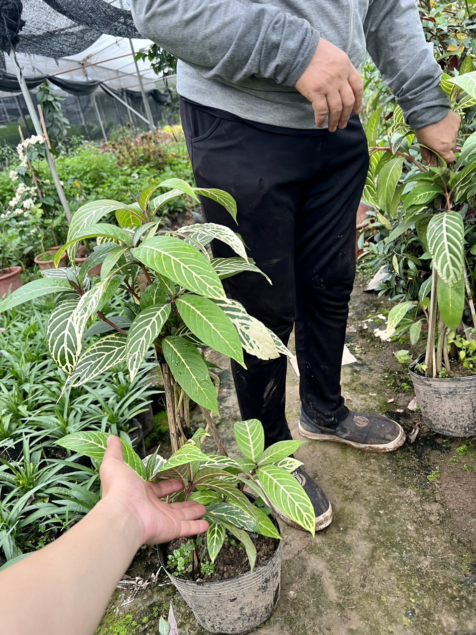 Cây khôi đốm (xăng xê) cây dược liệu đau dạ dày