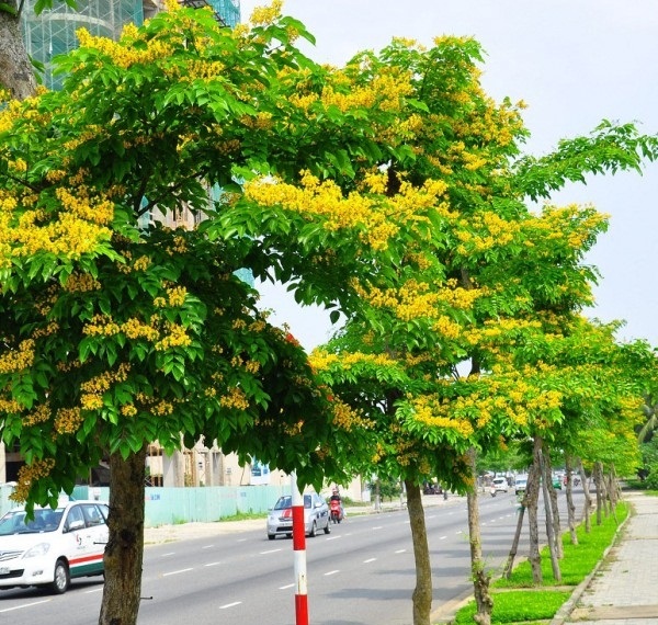 Hạt Giống Cây Giáng Hương ( Còn gọi là Đinh Hương ) - Gói 10 hạt
