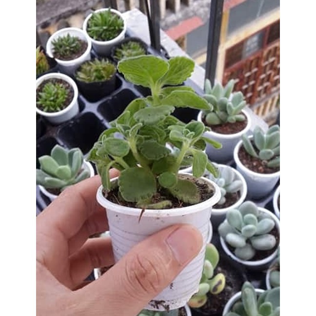 Sen Đá Thơm - Nhất Mạt Hương, Sen Đá Đẹp
