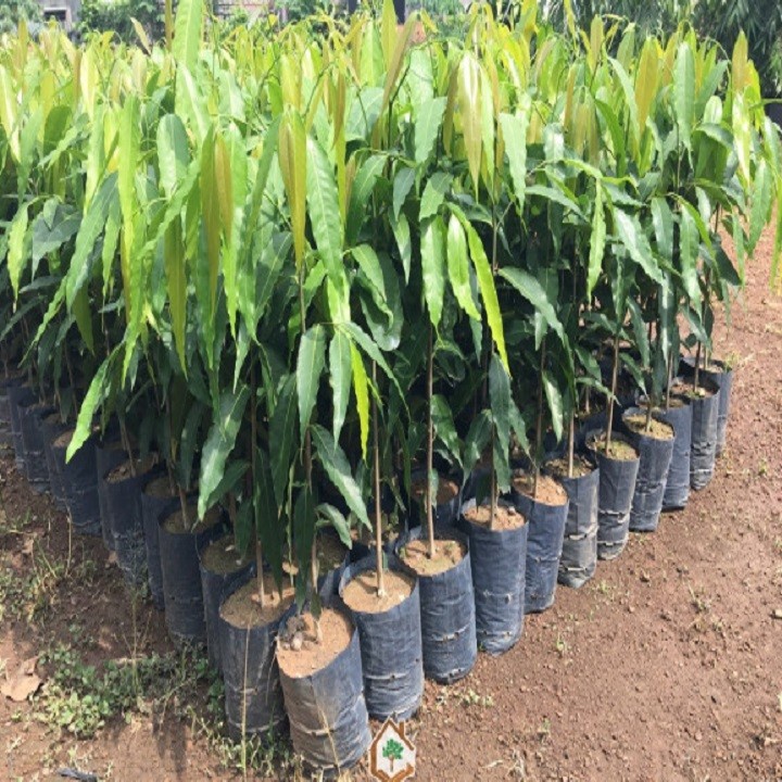 CÂY GIỐNG CÂY  TÙNG ẤN ĐỘ (CÂY GIỐNG NGỌC HIẾU)