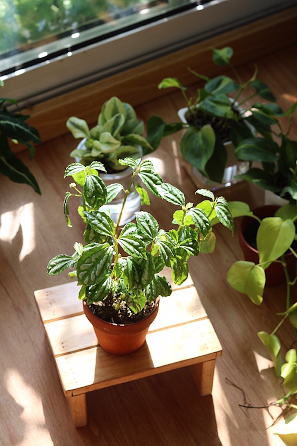 Cây Pilea cadierei Aluminum (Hổ Nhĩ Trắng Aluminum, Mao Đài Trổ Aluminum, Cỏ Gấm)