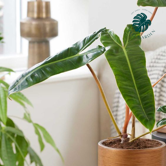 Philodendron Billietiae - Cây Trầu Bà Hạc Cam