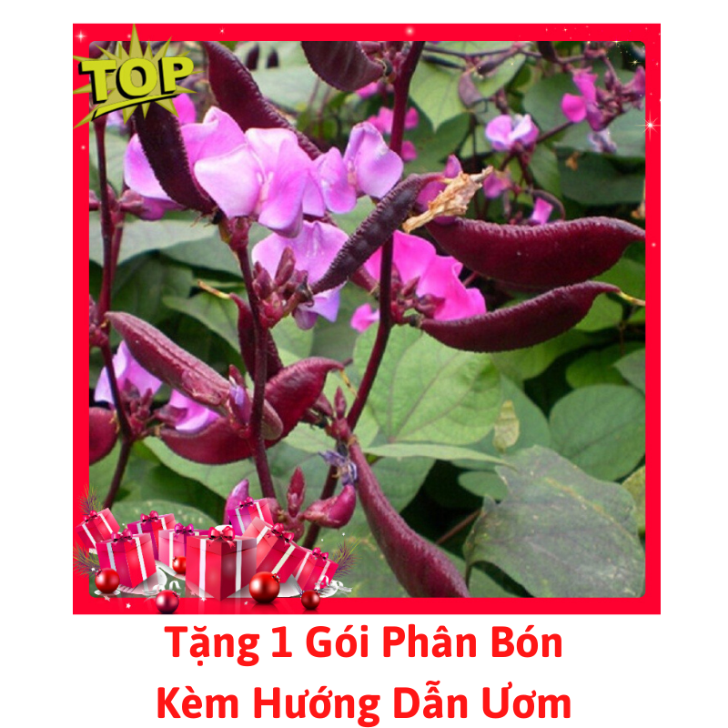 [Lấy mã giảm thêm 30%] Gói Hạt Giống Đậu Ván Tím