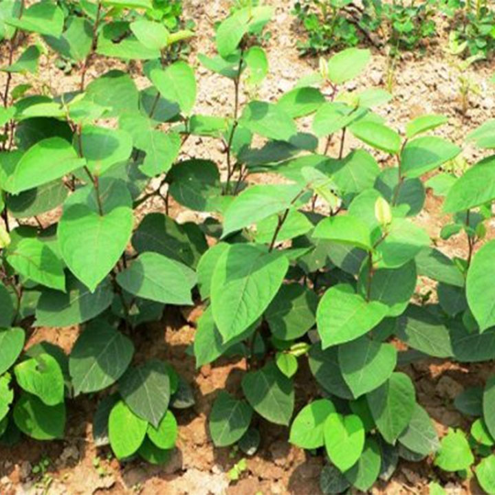 Củ cốt khí 1kg
