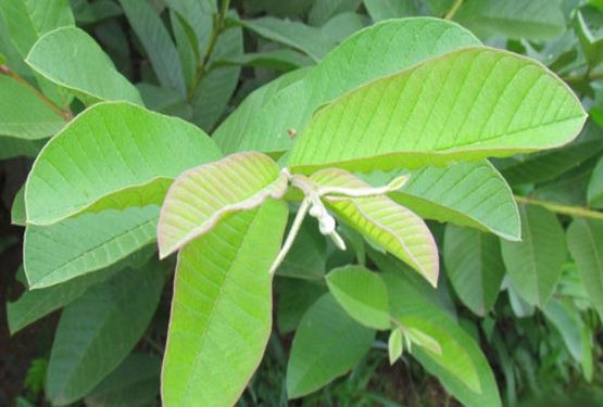 1 Kg Lá ổi tươi