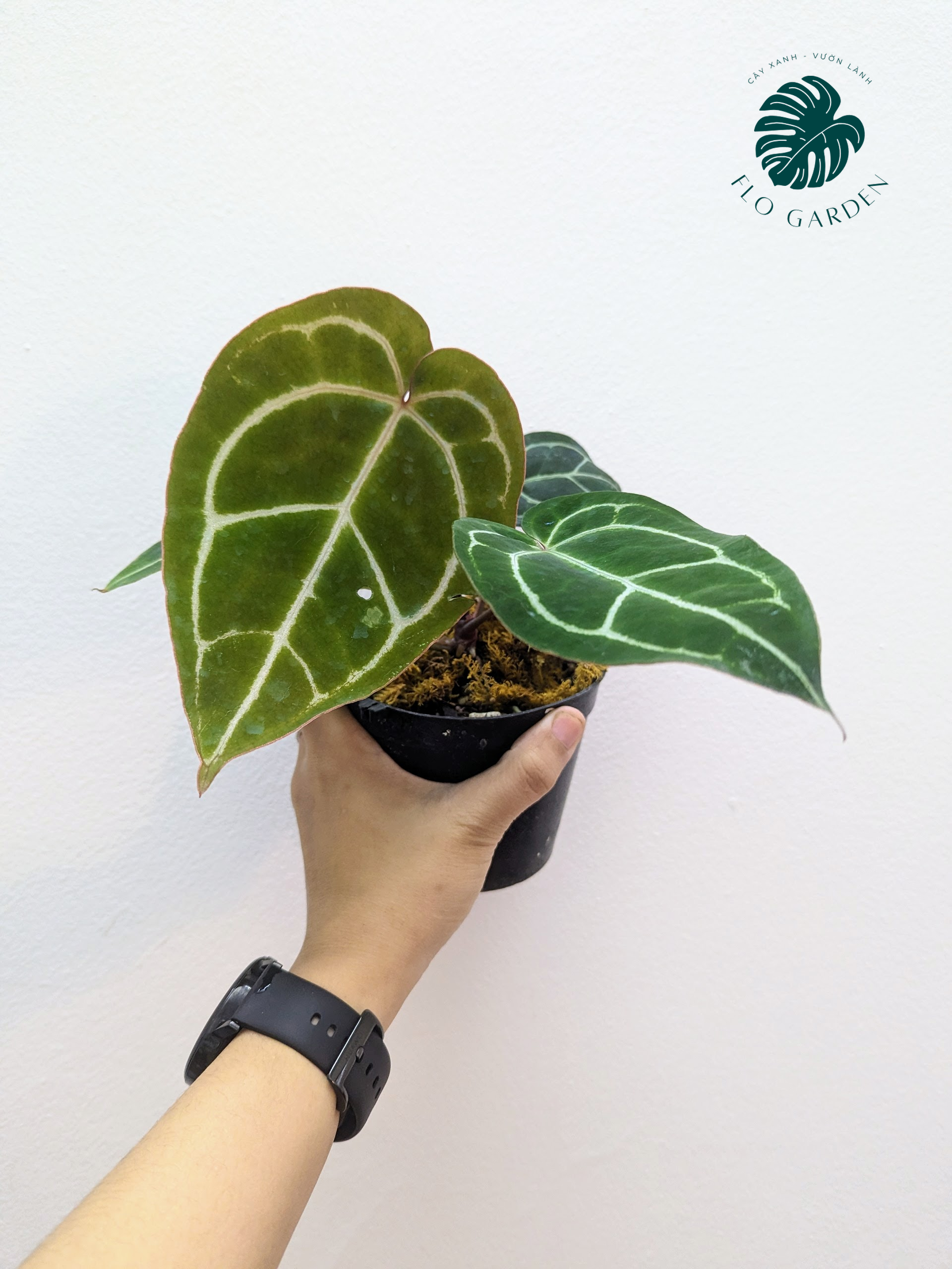 Cây Hồng Môn Anthurium Crystallium