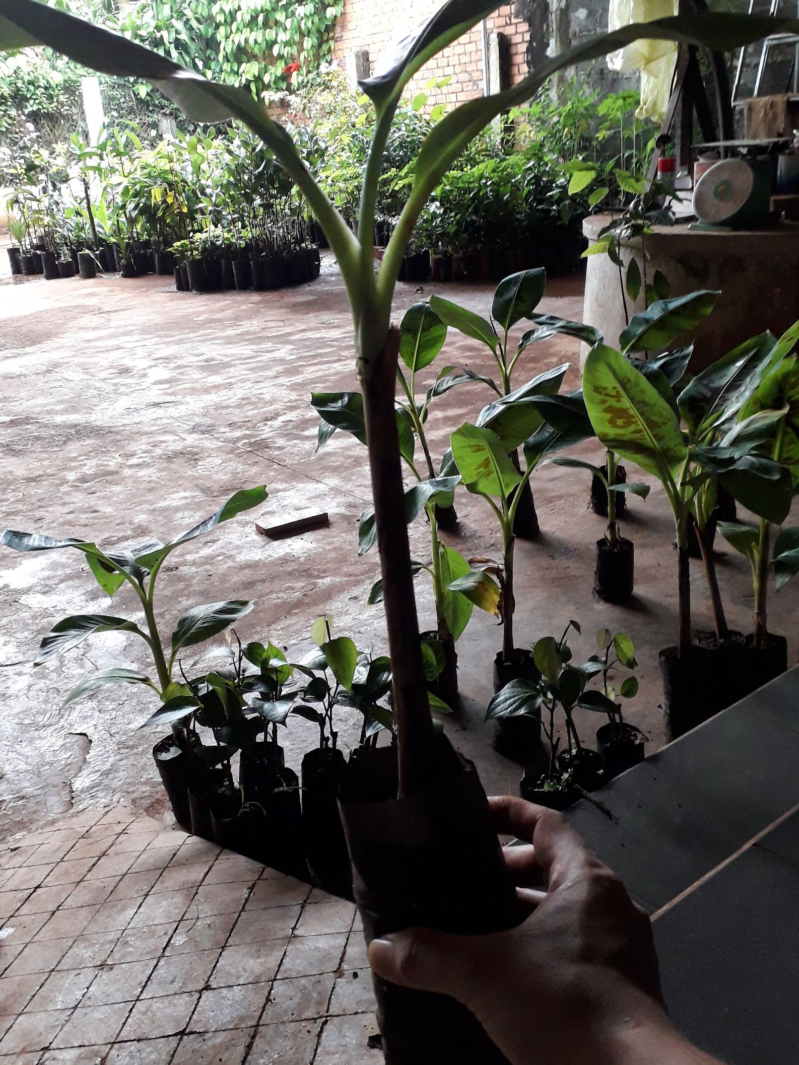 CÂY giống Chuối Laba Cấy mô siêu sớm.