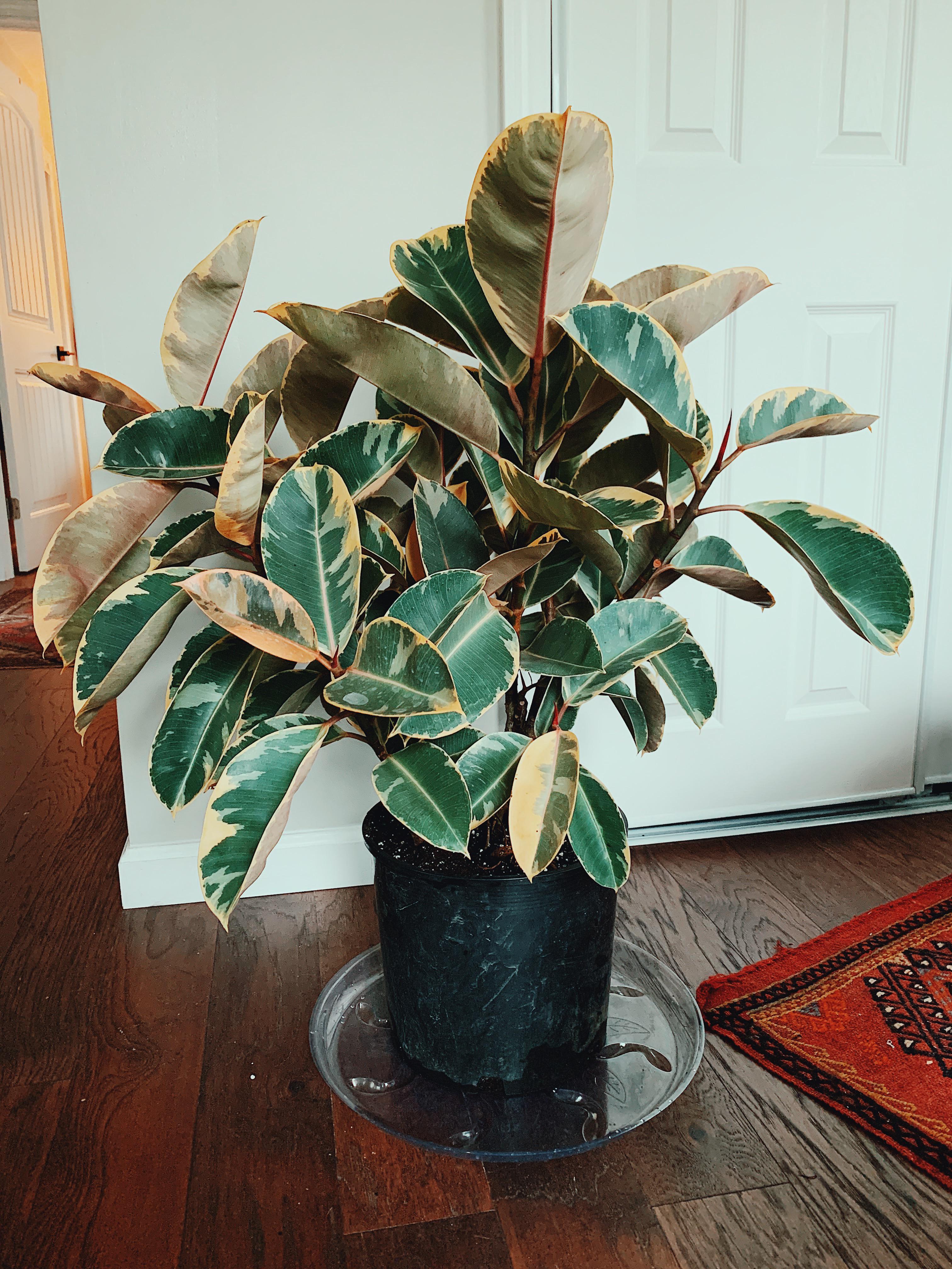 Cây Đa Cẩm Thạch Sô Cô La (Marble Rubber Tree, Ficus Elastica Tineke) 20cm