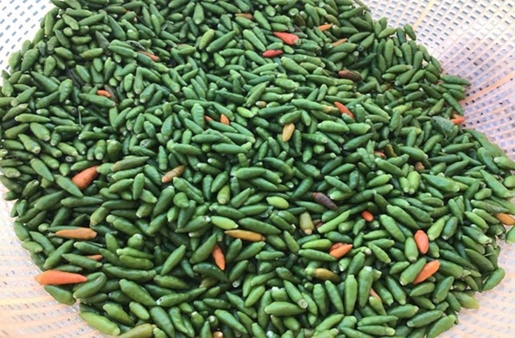 Hạt giống ỚT XIÊM RỪNG F1