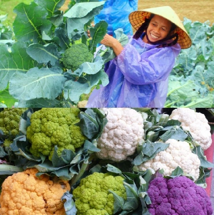 Hạt giống súp lơ nhiều màu - gói 20 hạt