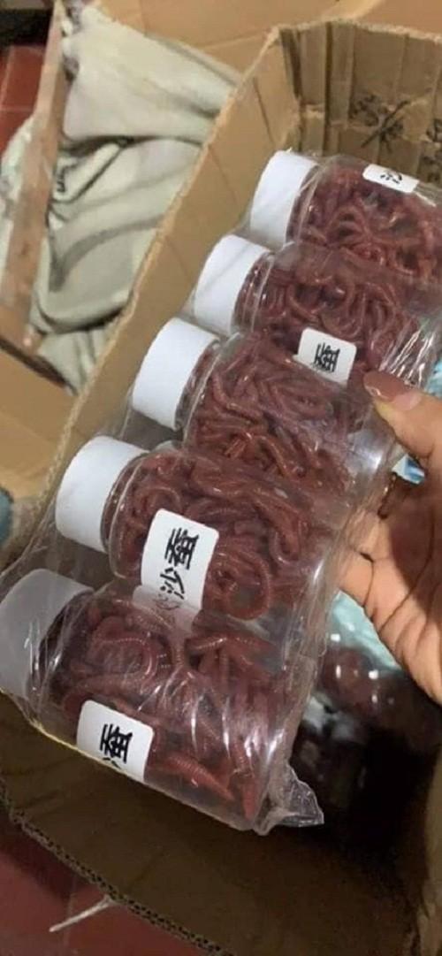 Mồi giun giả câu cá