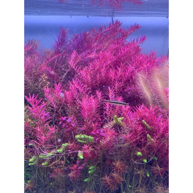 Cây Thủy Sinh Rotala Colorata - 30k/20ngọn