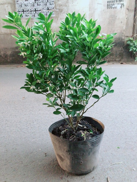 Cây Tắc Sẵn Hoa Trái